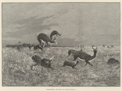 Springbok-Shooting in South Africa by Henry Charles Seppings Wright